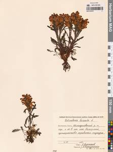 Pedicularis hirsuta L., Siberia, Chukotka & Kamchatka (S7) (Russia)