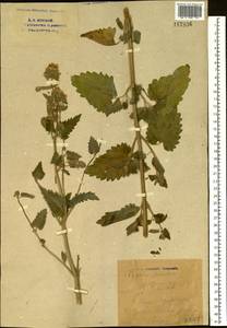Nepeta cataria L., Eastern Europe, Eastern region (E10) (Russia)