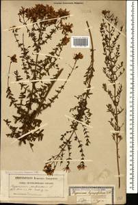 Hypericum perforatum L., Caucasus, Georgia (K4) (Georgia)