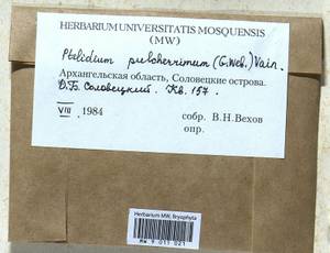 Ptilidium pulcherrimum (Weber) Vain., Bryophytes, Bryophytes - European North East (B7) (Russia)