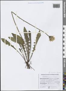 Leontodon hispidus L., Caucasus, Black Sea Shore (from Novorossiysk to Adler) (K3) (Russia)