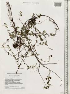 Vaccinium oxycoccos L., Eastern Europe, Central region (E4) (Russia)