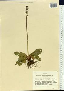 Micranthes hieraciifolia (Waldst. & Kit.) Haw., Siberia, Altai & Sayany Mountains (S2) (Russia)