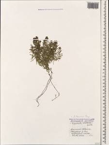 Asperula cretacea Willd. ex Roem. & Schult., Caucasus, Krasnodar Krai & Adygea (K1a) (Russia)