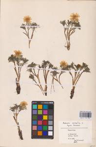 Adonis vernalis L., Middle Asia, Caspian Ustyurt & Northern Aralia (M8) (Kazakhstan)