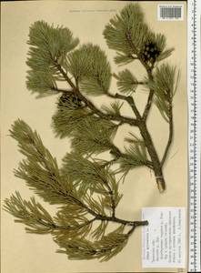 Pinus sylvestris L., Siberia, Western Siberia (S1) (Russia)