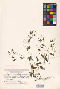 MHA 0 153 418, Myosotis sparsiflora J.C.Mikan ex Pohl, Eastern Europe, Central forest-and-steppe region (E6) (Russia)