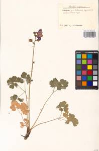 Aquilegia vulgaris L., Eastern Europe, Moscow region (E4a) (Russia)