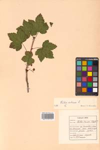 Ribes rubrum L., Siberia, Russian Far East (S6) (Russia)