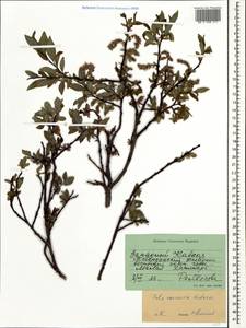 Salix caucasica N. J. Anderss., Caucasus, Stavropol Krai, Karachay-Cherkessia & Kabardino-Balkaria (K1b) (Russia)