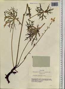 Aconitum barbatum Pers., Siberia, Central Siberia (S3) (Russia)