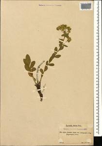 Euphorbia iberica Boiss., Caucasus, South Ossetia (K4b) (South Ossetia)