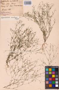Psammophiliella muralis (L.) Ikonn., Eastern Europe, Middle Volga region (E8) (Russia)