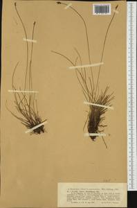 Carex davalliana Sm., Western Europe (EUR) (Italy)