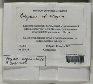 Ptychostomum neodamense (Itzigs.) J.R. Spence, Bryophytes, Bryophytes - Krasnoyarsk Krai, Tyva & Khakassia (B17) (Russia)