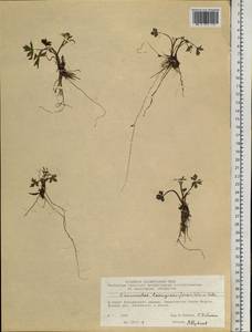 Ranunculus propinquus subsp. propinquus, Siberia, Central Siberia (S3) (Russia)