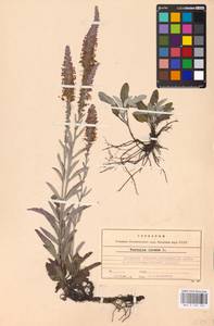 MHA 0 160 154, Veronica incana L., Eastern Europe, Central forest-and-steppe region (E6) (Russia)
