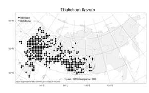 Thalictrum flavum L., Atlas of the Russian Flora (FLORUS) (Russia)
