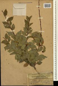 Ulmus minor Mill., Caucasus, Armenia (K5) (Armenia)