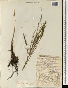 Asparagus oligoclonos Maxim., Mongolia (MONG) (Mongolia)
