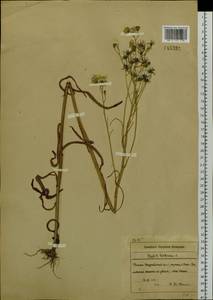 Crepis tectorum L., Siberia, Russian Far East (S6) (Russia)