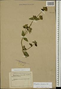 Clinopodium vulgare L., Caucasus, Krasnodar Krai & Adygea (K1a) (Russia)