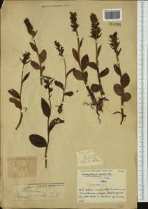 Dactylorhiza viridis (L.) R.M.Bateman, Pridgeon & M.W.Chase, Western Europe (EUR) (Serbia)