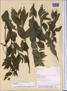 Lantana trifolia L., America (AMER) (Paraguay)