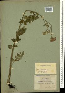 Pimpinella rhodantha Boiss., Caucasus, Armenia (K5) (Armenia)