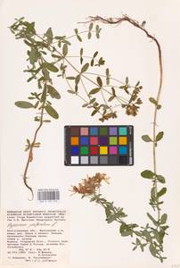 Hypericum perforatum L., Eastern Europe, Lower Volga region (E9) (Russia)