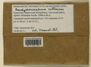 Brachytheciastrum collinum (Schleich. ex Müll. Hal.) Ignatov & Huttunen, Bryophytes, Bryophytes - North Caucasus & Ciscaucasia (B12) (Russia)