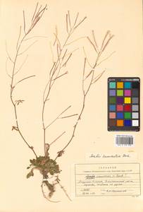 Arabidopsis lyrata subsp. kamchatica (Fisch. ex DC.) O'Kane & Al-Shehbaz, Siberia, Russian Far East (S6) (Russia)