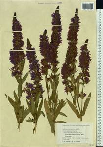 Lythrum intermedium Ledeb. ex Turcz., Eastern Europe, North-Western region (E2) (Russia)