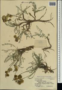 Astragalus physodes L., Crimea (KRYM) (Russia)