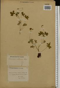 Geranium collinum Stephan ex Willd., Eastern Europe, Rostov Oblast (E12a) (Russia)