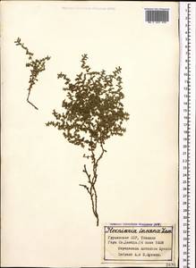 Herniaria incana Lam., Caucasus, Georgia (K4) (Georgia)