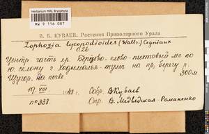 Barbilophozia lycopodioides (Wallr.) Loeske, Bryophytes, Bryophytes - European North East (B7) (Russia)