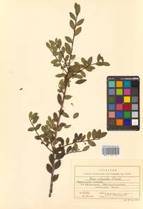 Ilex crenata Thunb., Siberia, Russian Far East (S6) (Russia)