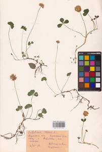 Trifolium repens L., Eastern Europe, Central region (E4) (Russia)