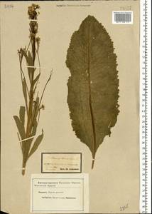 Armoracia rusticana P. Gaertn., B. Mey. & Scherb., Eastern Europe, Central forest-and-steppe region (E6) (Russia)