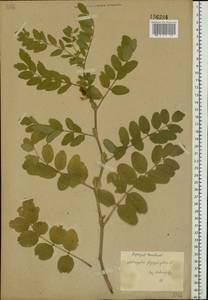 Astragalus glycyphyllos L., Eastern Europe, Central forest-and-steppe region (E6) (Russia)