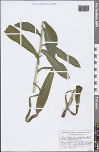 Digitalis grandiflora Mill., Eastern Europe, Middle Volga region (E8) (Russia)