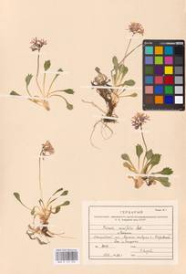 Primula cuneifolia Ledeb., Siberia, Russian Far East (S6) (Russia)