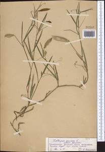 Lathyrus annuus L., Middle Asia, Pamir & Pamiro-Alai (M2) (Tajikistan)