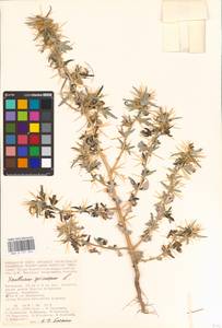 Xanthium spinosum L., Eastern Europe, Lower Volga region (E9) (Russia)