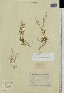 Polygala vulgaris L., Eastern Europe, North-Western region (E2) (Russia)