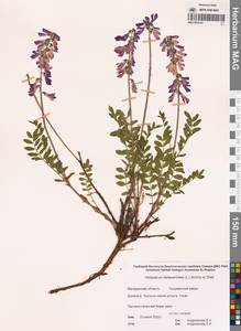 Hedysarum hedysaroides (L.) Schinz & Thell., Siberia, Chukotka & Kamchatka (S7) (Russia)