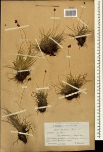 Carex umbrosa subsp. huetiana (Boiss.) Soó, Caucasus, Armenia (K5) (Armenia)