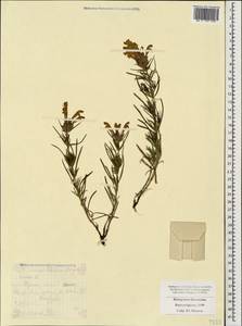 Dracocephalum ruyschiana L., Caucasus, Stavropol Krai, Karachay-Cherkessia & Kabardino-Balkaria (K1b) (Russia)
