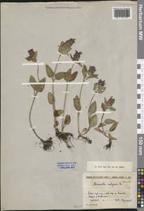 Prunella vulgaris L., Siberia, Central Siberia (S3) (Russia)